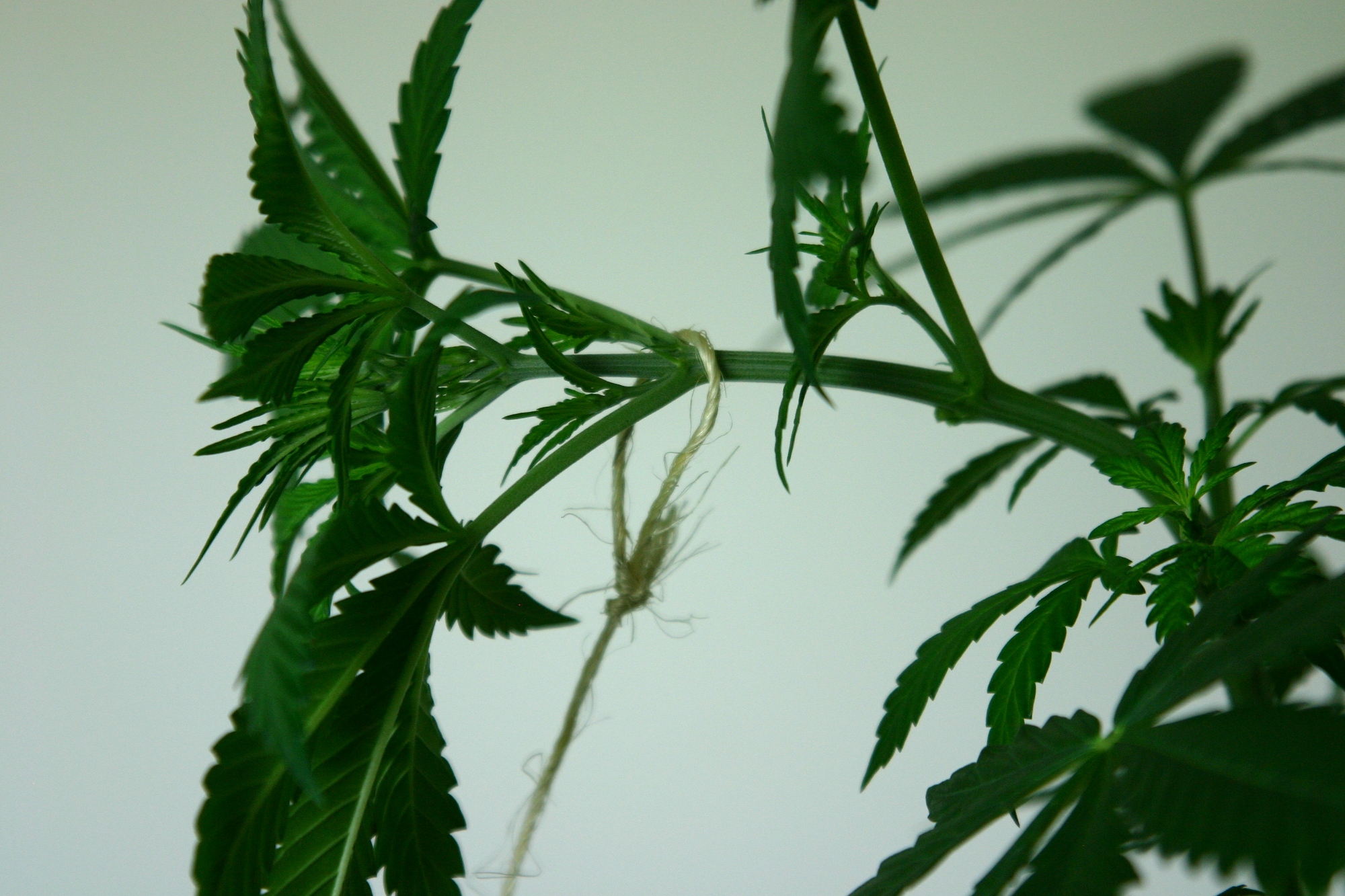 Biegen von Cannabispflanzen