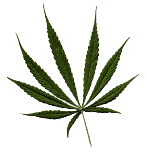 Cannabis kultivieren