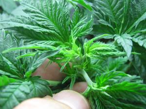 Topping und Beschneiden von Cannabispflanzen