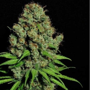 Aurora Indica