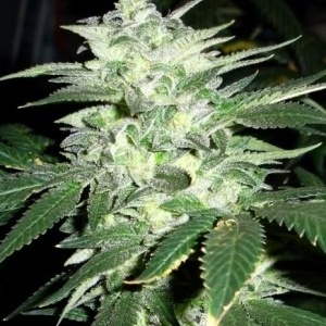 Banana Kush