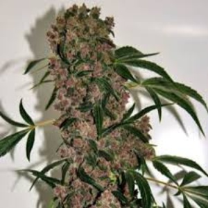 Girl Scout Cookies Feminized